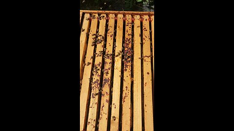 Honey Bees are Awesome
