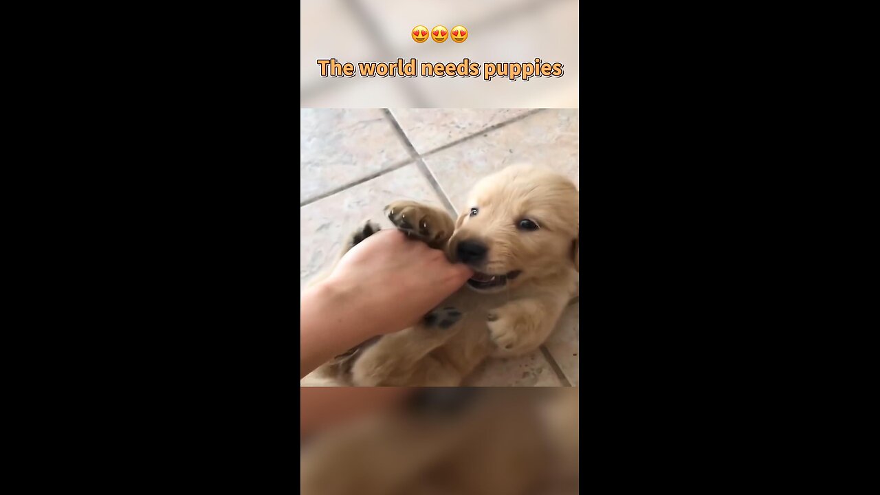 Funny video || cute pet ||dog🐶 and 🐱 part 4