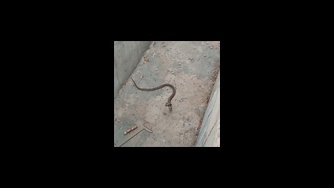 cobra attack