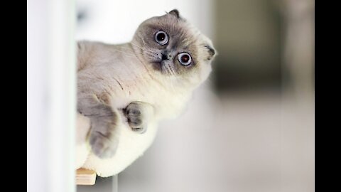 Funniest cats and dogs try to hold back laughter