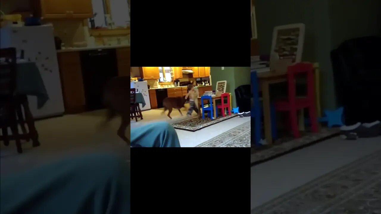 It`s My Toy...Nope..It`s Mine..#shorts #dogs #baby #funny #like #subscribe