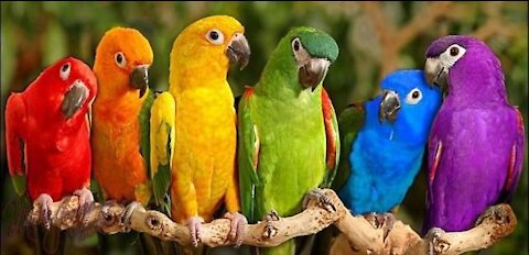 parrot for sale
