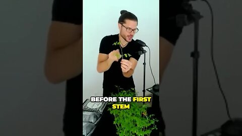 Secrets to Growing a New Moringa Stems and to Keep Your Trees Bushy