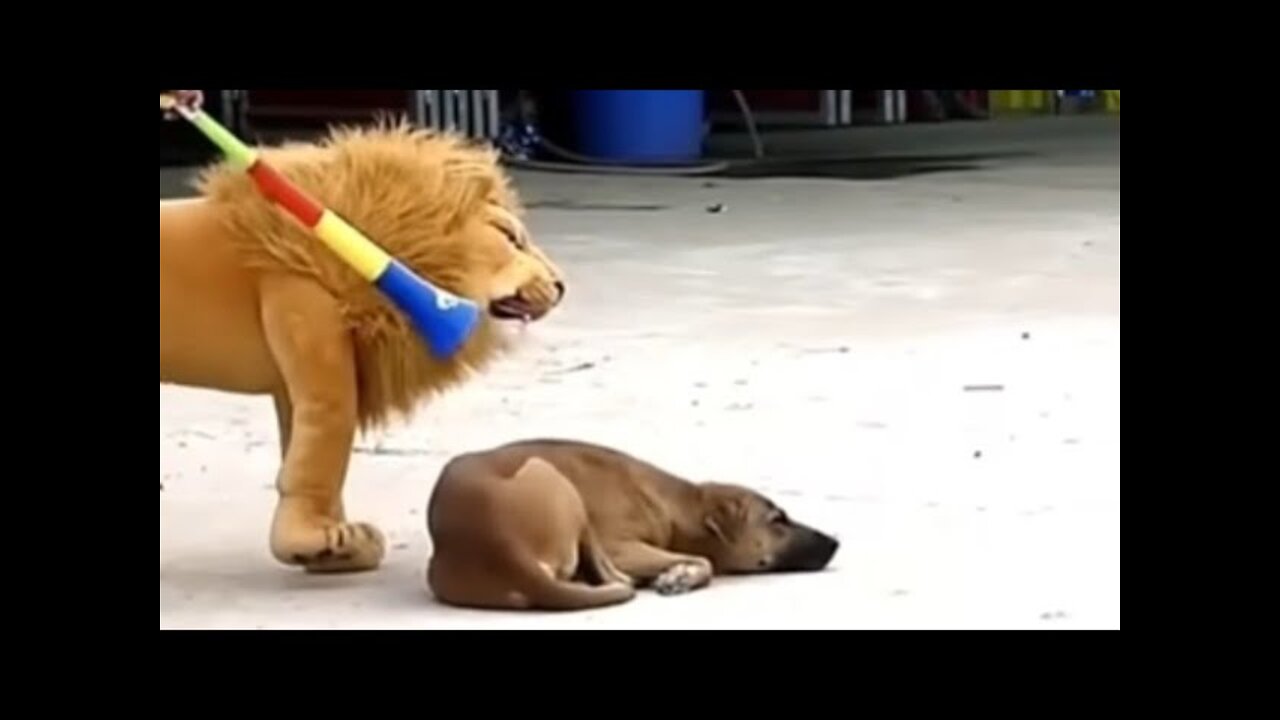 Troll Prank Dog Funny fake Lion and Fake Tiger Prank To dog Huge Box Prank to dog🤣