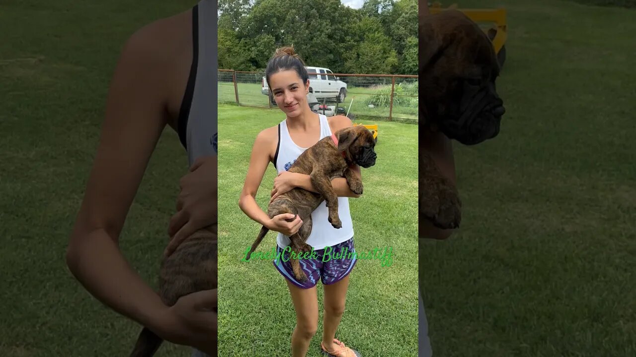 Have a LonelyCreek puppies, Bruno X Serenity￼, Brindle female ready for a new home #BullmastiffPup