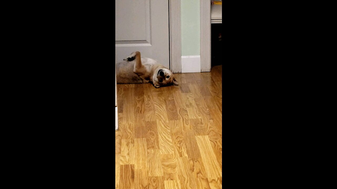 Shiba Inu begs shamelessly for chicken