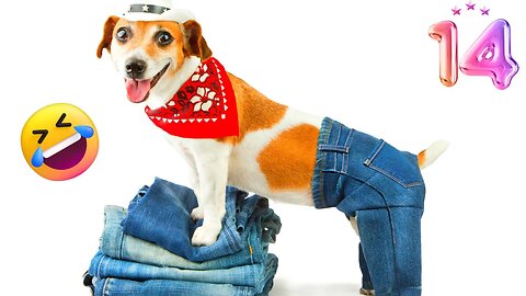 New Funny Videos 2022 😍 Cutest Cats and Dogs 🐱🐶 #14