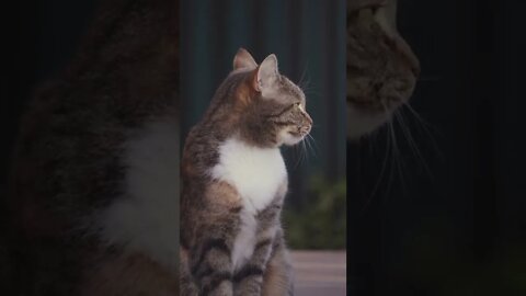 Cats funny video#shorts#cats#catsanddogs #