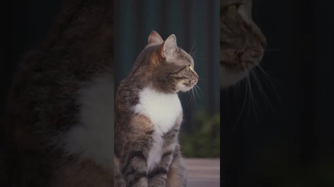 Cats funny video#shorts#cats#catsanddogs #