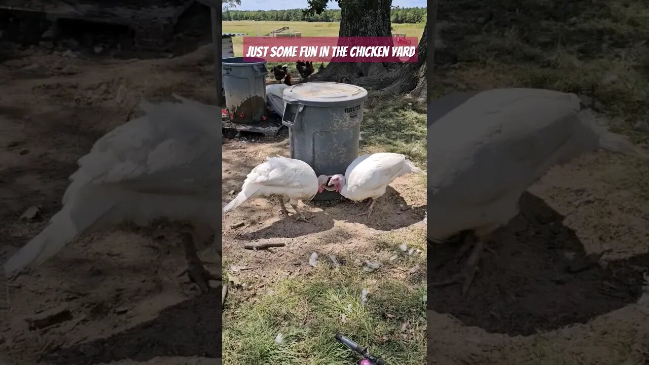 turkey feathers for fun times #farmlife #turkey #chickens #video #homestead #farm #shorts #duck