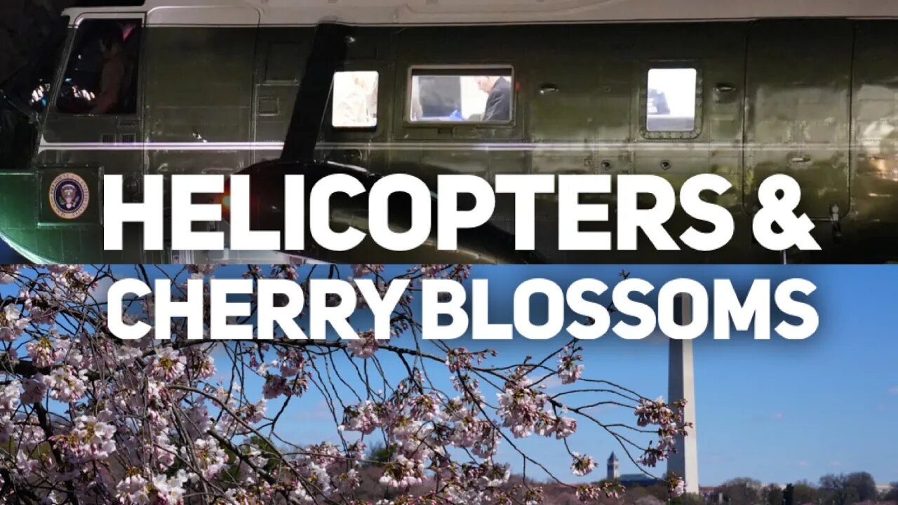 Cherry Blossoms blooming and Marine One landing.