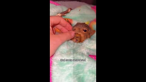 Man Helps Poor Little Squirrel