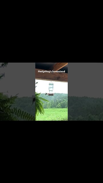 Sight and sound of rain and hummingbirds