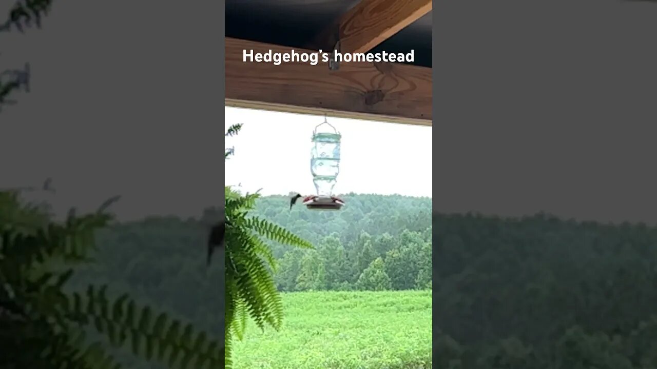Sight and sound of rain and hummingbirds