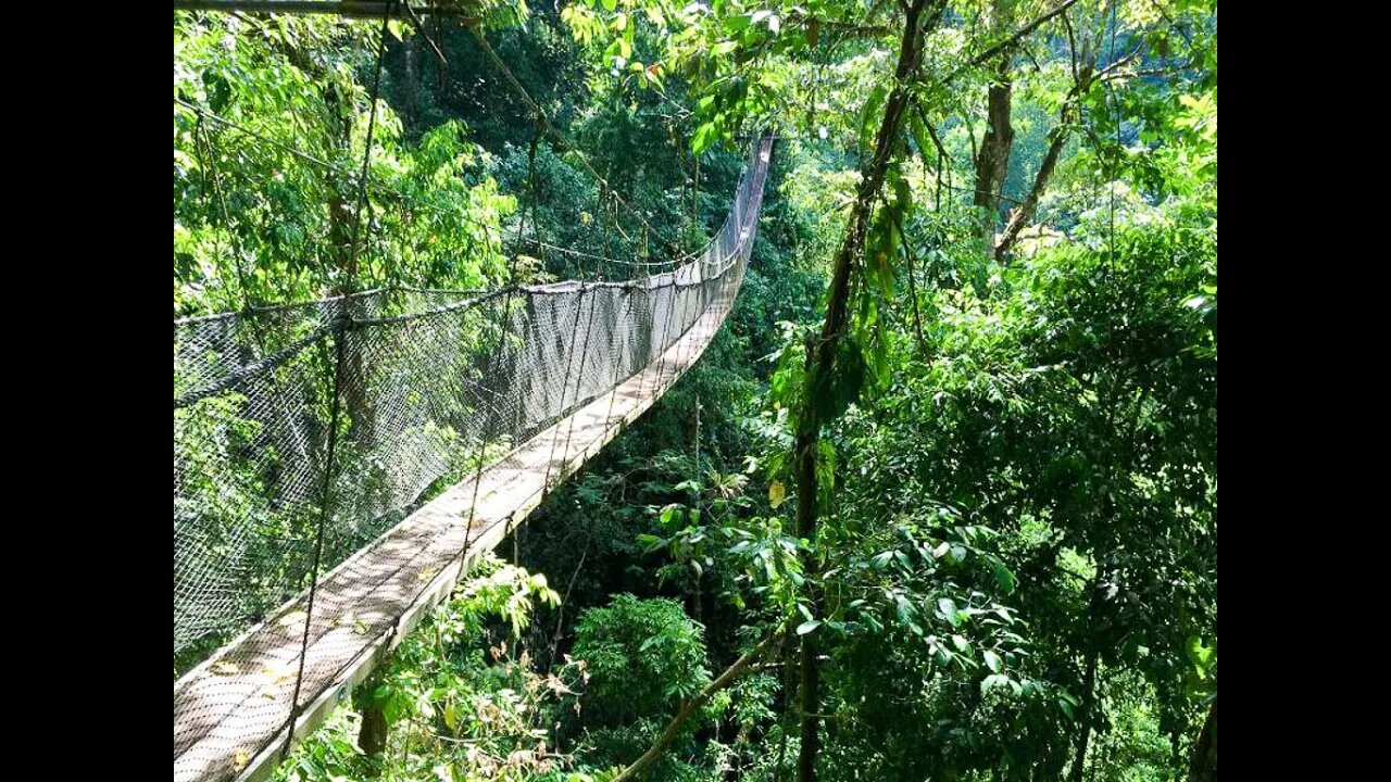 Jet-Setting with Cane and Mitch: Hanging Bridges