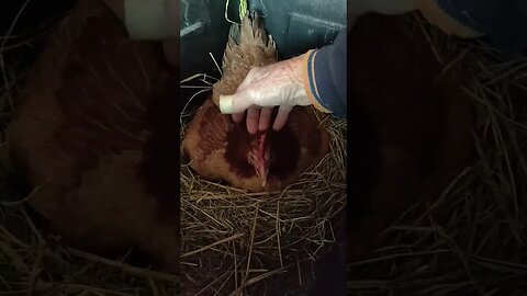 Good Morning Forest, she has a lot to say today