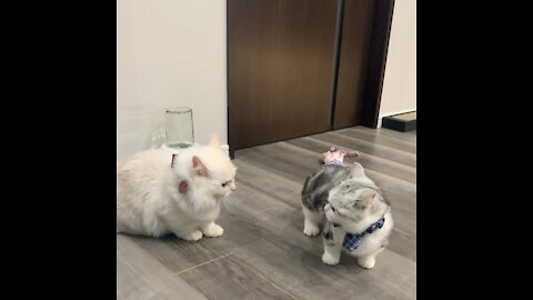 Cute cats fighting video | funny cats