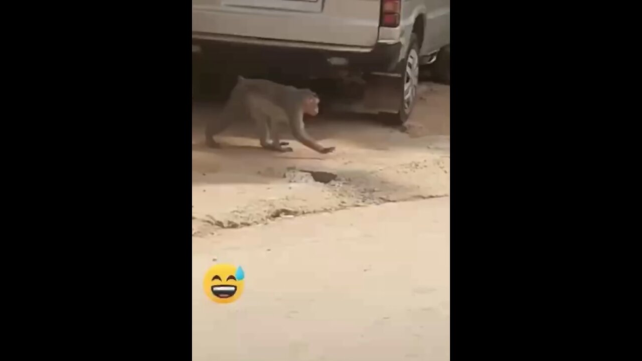 Crazy animals