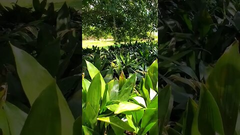 Maclay Gardens: A Path of Beauty 06 #shorts