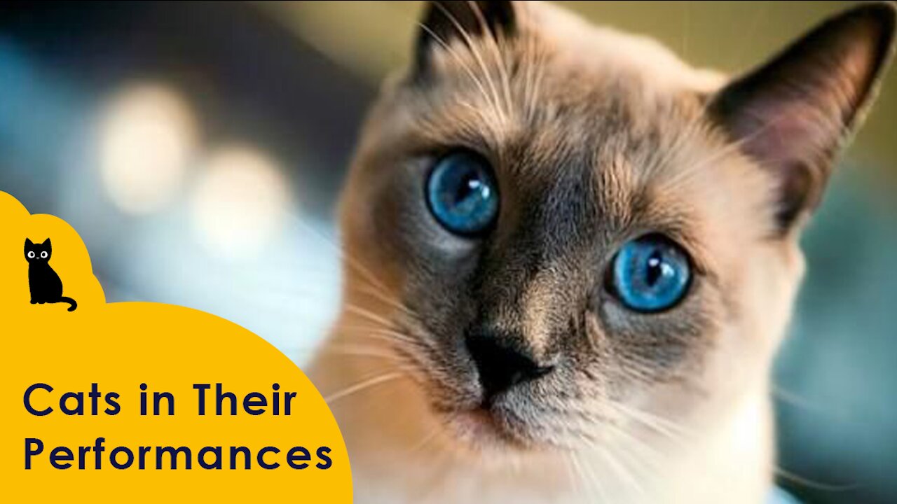 🐱 Cats in Their Performances #001