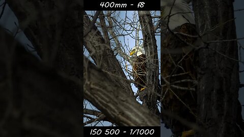 Wildlife Photography - Canon R10 - RF 100-400mm f5.6-8 #wildlifephotography #birding