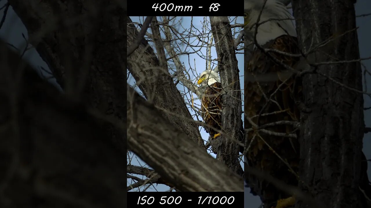 Wildlife Photography - Canon R10 - RF 100-400mm f5.6-8 #wildlifephotography #birding