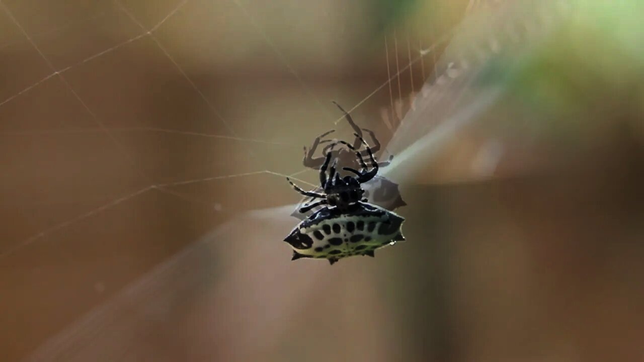 Spiny Orbweaver At Work On Web
