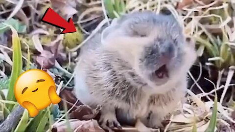 AWWW SO CUTE! The most adorable thing you'll see today