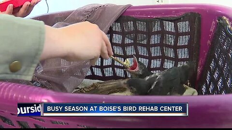 Boise bird rehab facility busy this time of year