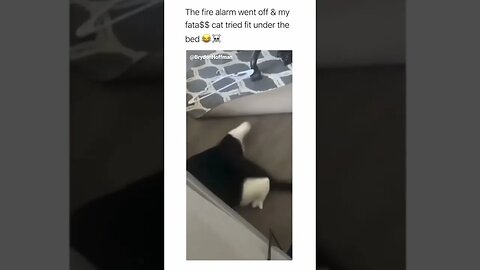 Funny Cat Meme 😂 pt.2 #shorts