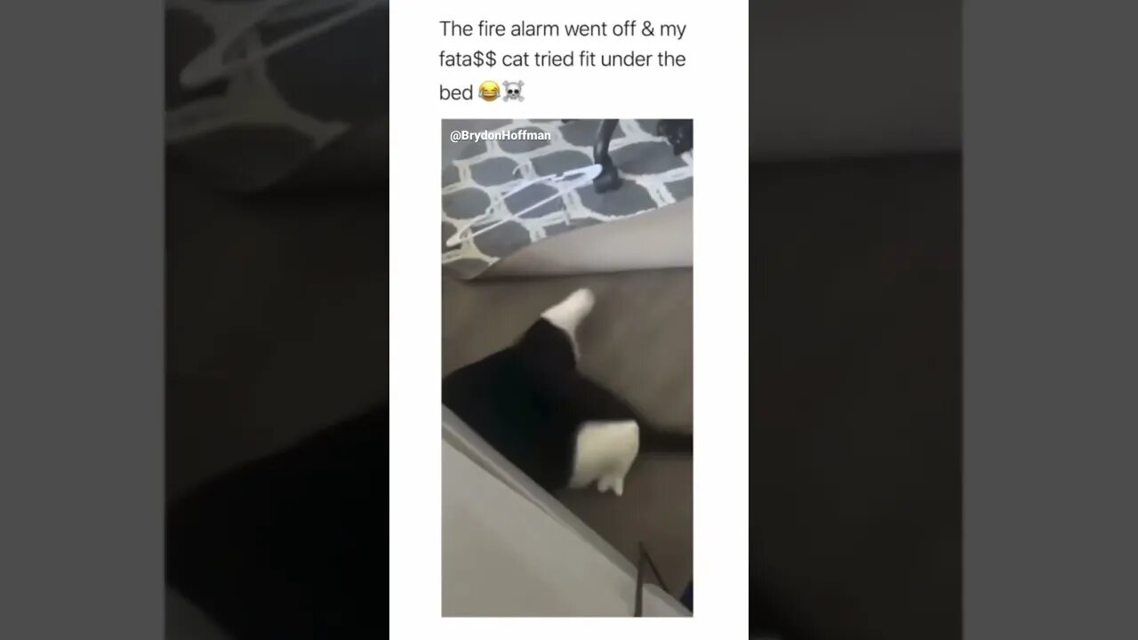 Funny Cat Meme 😂 pt.2 #shorts