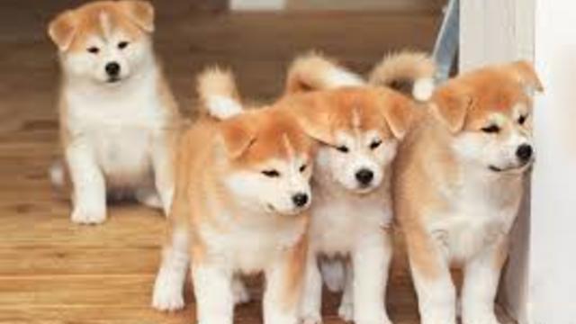 Puppies For Sale