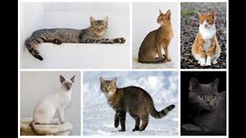 The funniest and most humorous cat videos ever! - Funny cat compilation