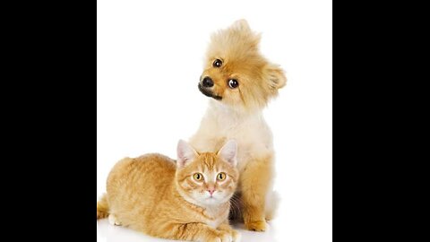 Cat 🐶dog fight