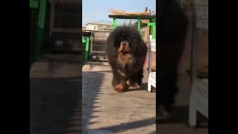 Chinese mastiff dog #ytshorts #shorts #PetpupFun #Fun #Dogs #Cats #Entertaiment #trending #viral