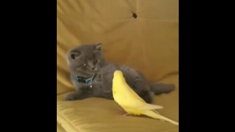 An unlikely friendship 💛