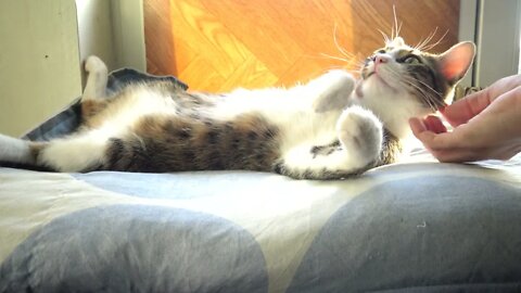 Adorable Little Cat Loves Being Tickled