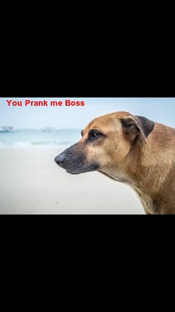 Its A Prank Boss