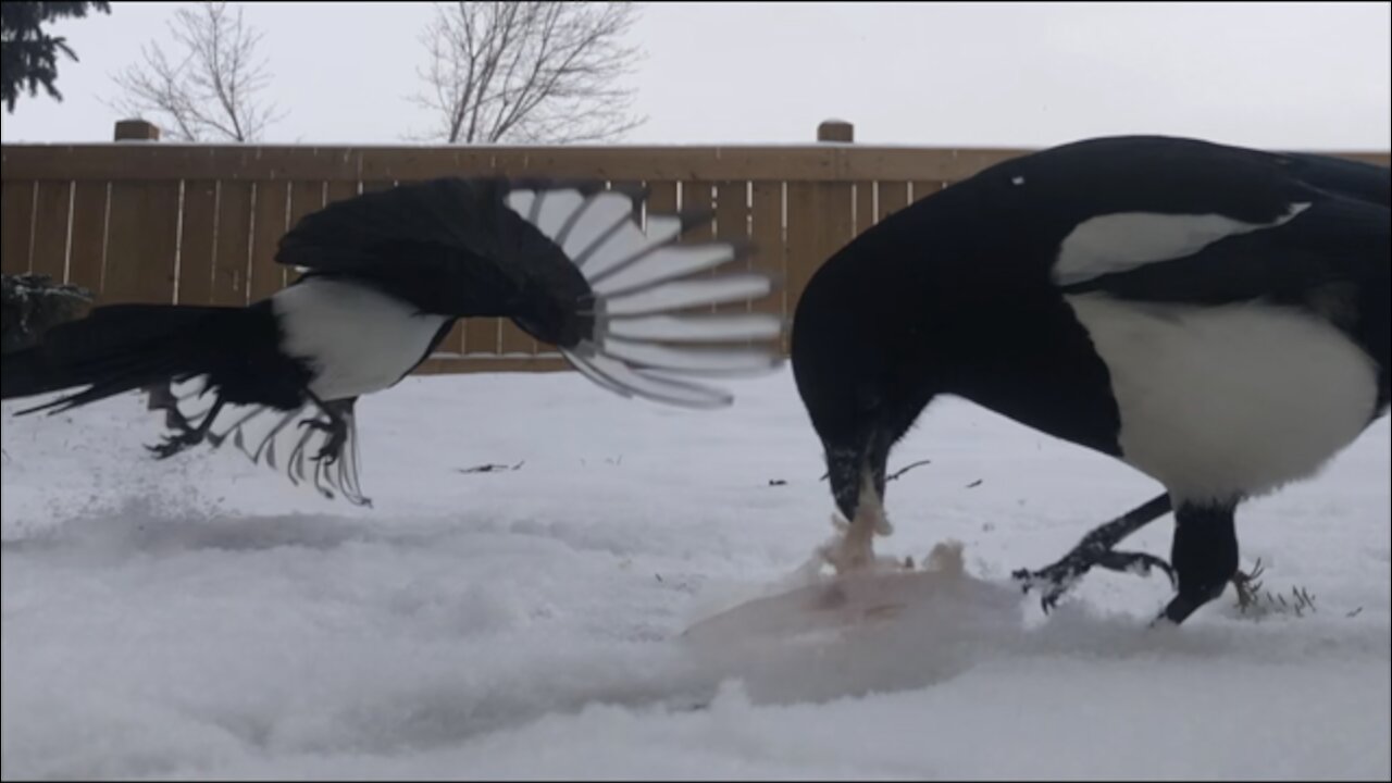 Magpie Bird hijacks the food dish and flies