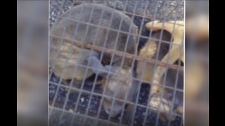5 puppies found in Fort Pierce dumpster, local non-profit urging people to spay and neuter