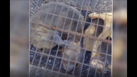 5 puppies found in Fort Pierce dumpster, local non-profit urging people to spay and neuter