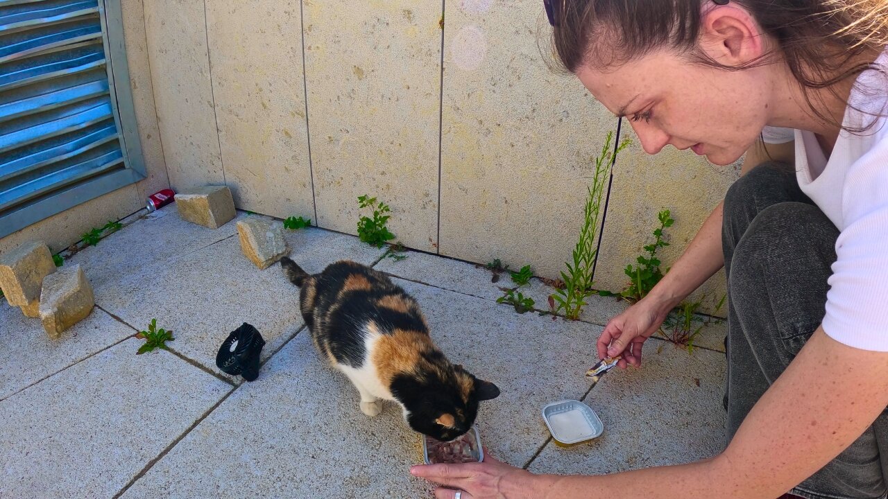 Stray Cat Mountain Search Mission | Rare Alpine Wildlife Encounter!