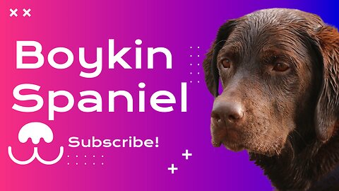 Boykin Spaniel Dog Breed Information