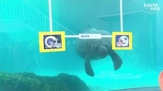 Animals making their Super Bowl predictions