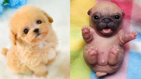 Baby Dogs - Cute and Funny Dog Videos Compilation 41