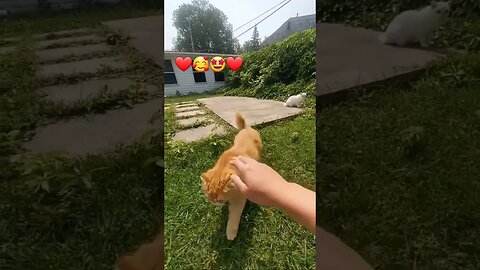 ❤️🥰🤩❤️#kitties ❤️🥰🤩❤️