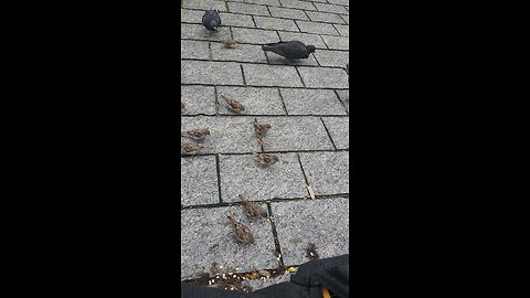 Feeding my friends in Long Island City, Queens.