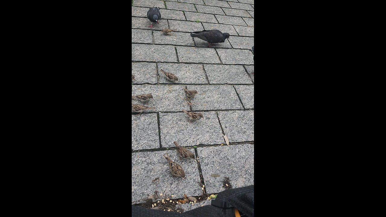 Feeding my friends in Long Island City, Queens.