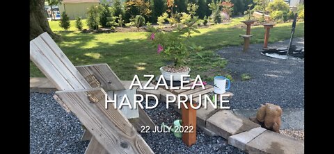 Azalea Hard Prune