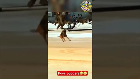 Don’t drop me #policedog #fyp #fy #viral #animalantics #shorts #trending #police #doglovers